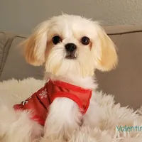 Valentino, a male Shih Tzu for sale in Gardena, CA – Photo 5 of 10