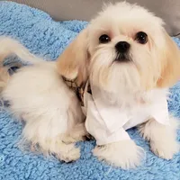 Valentino, a male Shih Tzu for sale in Gardena, CA – Photo 8 of 10