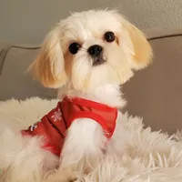 Valentino, a male Shih Tzu for sale in Gardena, CA – Photo 2 of 10