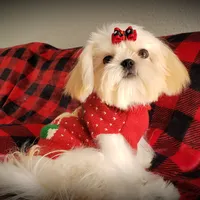 Valentino, a male Shih Tzu for sale in Gardena, CA – Photo 10 of 10