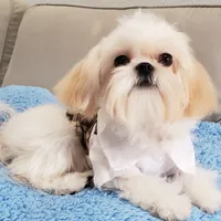 Valentino, a male Shih Tzu for sale in Gardena, CA – Photo 4 of 10