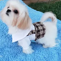 Valentino, a male Shih Tzu for sale in Gardena, CA – Photo 6 of 10