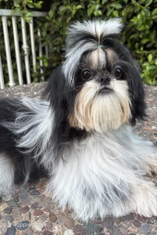Dubai – Shih Tzu puppy for sale in Gardena, CA