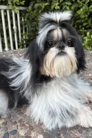 Dubai, a male Shih Tzu for sale in Gardena, CA – 1 of 6