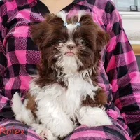 Rolex, a male Shih Tzu for sale in Gardena, CA – Photo 2 of 7