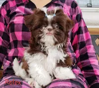 Rolex, a male Shih Tzu for sale in Gardena, CA – Photo 2 of 7