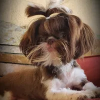 Rolex, a male Shih Tzu for sale in Gardena, CA – Photo 4 of 7