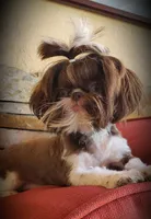 Rolex, a male Shih Tzu for sale in Gardena, CA – Photo 4 of 7