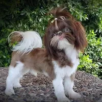 Rolex, a male Shih Tzu for sale in Gardena, CA – Photo 1 of 7