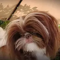 Rolex, a male Shih Tzu for sale in Gardena, CA – Photo 6 of 7