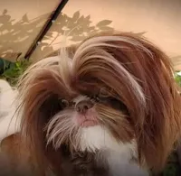 Rolex, a male Shih Tzu for sale in Gardena, CA – Photo 6 of 7