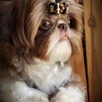 Rolex, a male Shih Tzu for sale in Gardena, CA – Photo 5 of 7