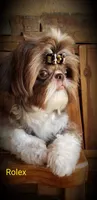 Rolex, a male Shih Tzu for sale in Gardena, CA – Photo 5 of 7
