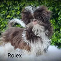 Rolex, a male Shih Tzu for sale in Gardena, CA – Photo 3 of 7