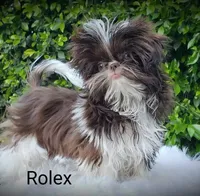Rolex, a male Shih Tzu for sale in Gardena, CA – Photo 3 of 7