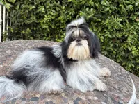 Dubai, a male Shih Tzu for sale in Gardena, CA – 4 of 6