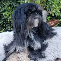 Miko, a male Shih Tzu for sale in Gardena, CA – Photo 5 of 6