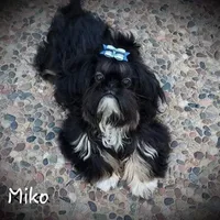Miko, a male Shih Tzu for sale in Gardena, CA – Photo 4 of 6