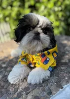 Dubai, a male Shih Tzu for sale in Gardena, CA – 6 of 10
