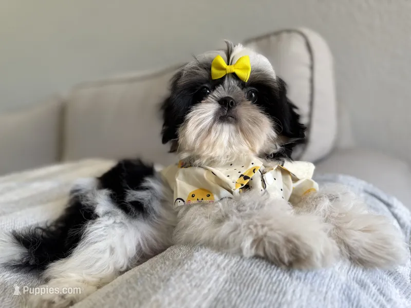 Maui – Shih Tzu puppy for sale in Gardena, CA