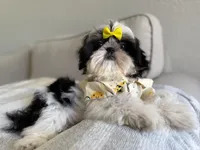 Maui, a male Shih Tzu for sale in Gardena, CA – 1 of 10