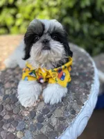 Dubai, a male Shih Tzu for sale in Gardena, CA – 10 of 10
