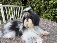 Dubai, a male Shih Tzu for sale in Gardena, CA – 5 of 6