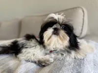 Maui, a male Shih Tzu for sale in Gardena, CA – 10 of 10