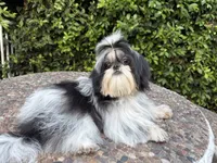 Dubai, a male Shih Tzu for sale in Gardena, CA – 6 of 6
