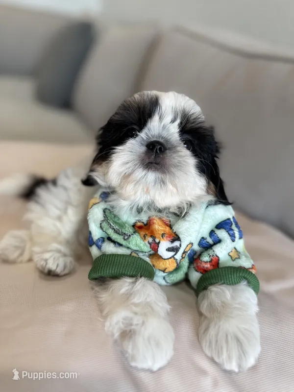 Dubai – Shih Tzu puppy for sale in Gardena, CA