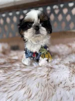 Dubai, a male Shih Tzu for sale in Gardena, CA – Photo 6 of 6