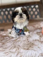 Dubai, a male Shih Tzu for sale in Gardena, CA – Photo 2 of 6