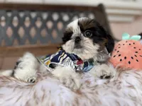 Dubai, a male Shih Tzu for sale in Gardena, CA – Photo 1 of 6