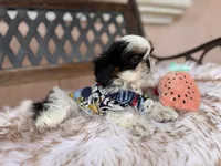 Dubai, a male Shih Tzu for sale in Gardena, CA – Photo 3 of 6