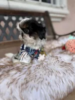 Dubai, a male Shih Tzu for sale in Gardena, CA – Photo 4 of 6