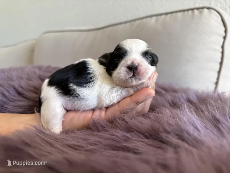 Dubai – Shih Tzu puppy for sale in Gardena, CA
