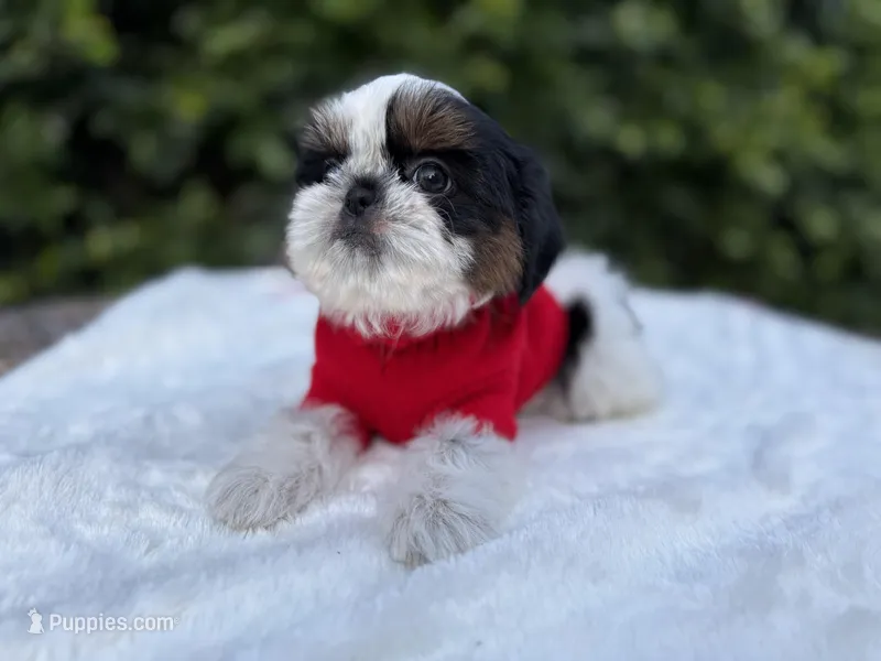 Dubai – Shih Tzu puppy for sale in Gardena, CA