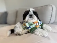 Dubai, a male Shih Tzu for sale in Gardena, CA – 4 of 10