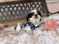 Dubai, a male Shih Tzu for sale in Gardena, CA – Photo 5 of 6