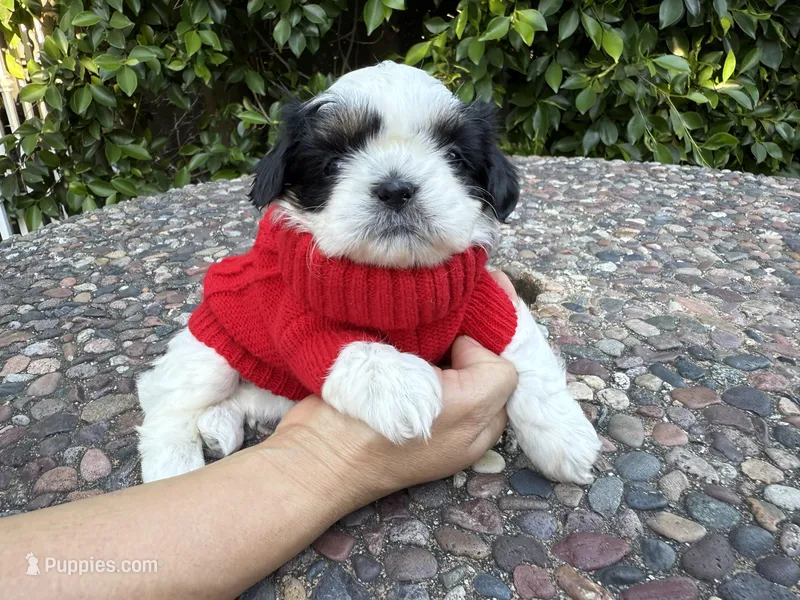 Dubai – Shih Tzu puppy for sale in Gardena, CA