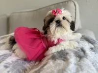 Betsy, a female Shih Tzu for sale in Gardena, CA – 5 of 10