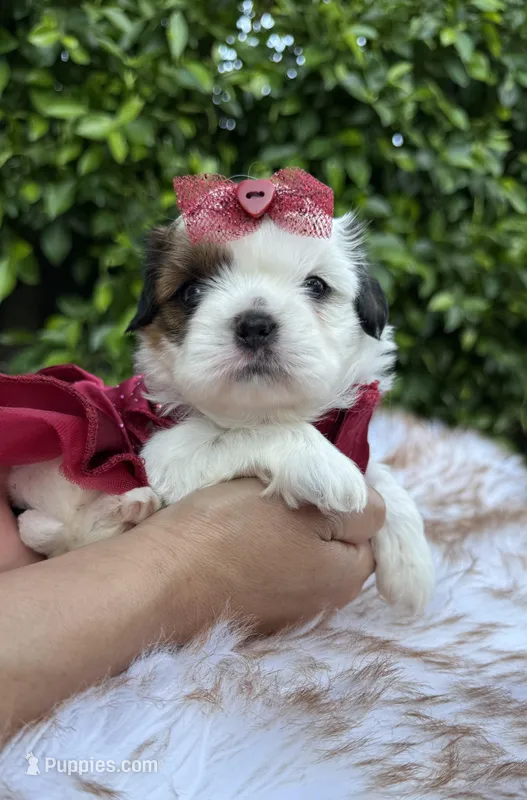 Betsy – Shih Tzu puppy for sale in Gardena, CA