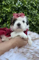 Betsy, a female Shih Tzu for sale in Gardena, CA – Photo 1 of 4