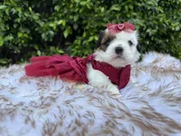 Betsy, a female Shih Tzu for sale in Gardena, CA – Photo 4 of 4