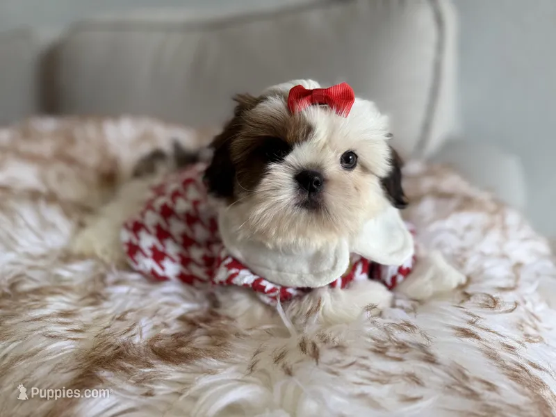 Betsy – Shih Tzu puppy for sale in Gardena, CA