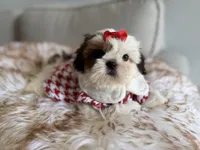 Betsy, a female Shih Tzu for sale in Gardena, CA – 1 of 2