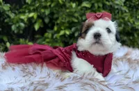 Betsy, a female Shih Tzu for sale in Gardena, CA – Photo 2 of 4