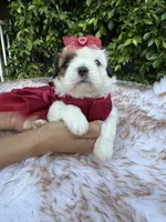Betsy, a female Shih Tzu for sale in Gardena, CA – Photo 3 of 4