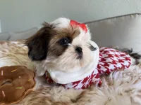 Betsy, a female Shih Tzu for sale in Gardena, CA – 2 of 2