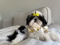 Maui, a male Shih Tzu for sale in Gardena, CA – 2 of 10